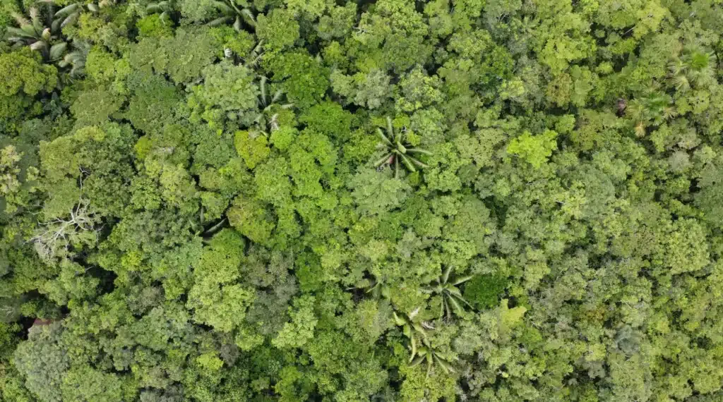 아마존 우림